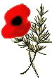 a poppy