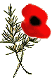 a poppy